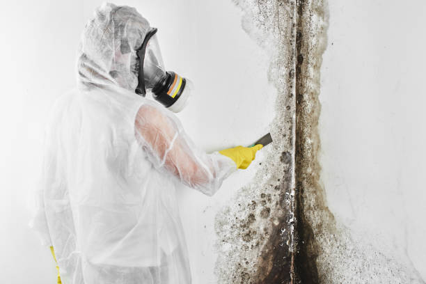 Best Local Mold Removal Service  in Harbor Springs, MI