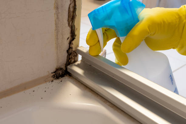 Best Mold Damage Repair  in Harbor Springs, MI