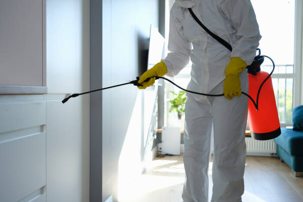 Best Affordable Mold Removal  in Harbor Springs, MI