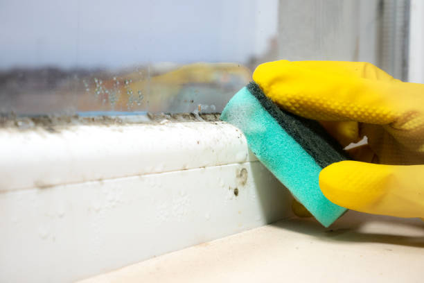 Best Commercial Mold Removal  in Harbor Springs, MI